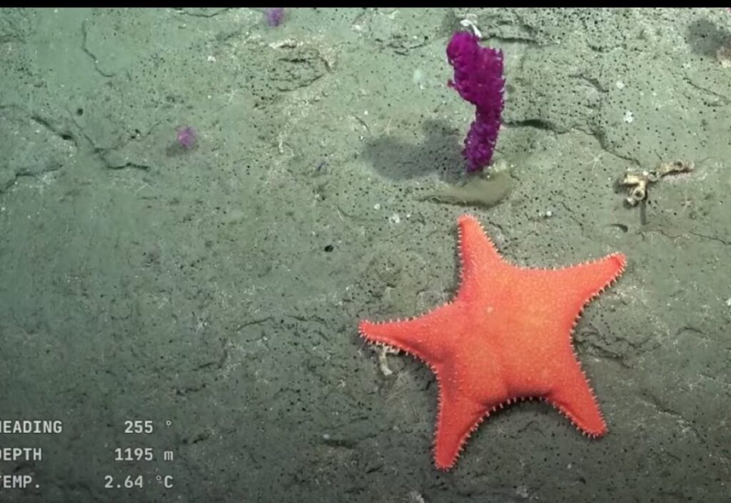 Expedicion submarina
